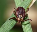 Dermacentor marginatus